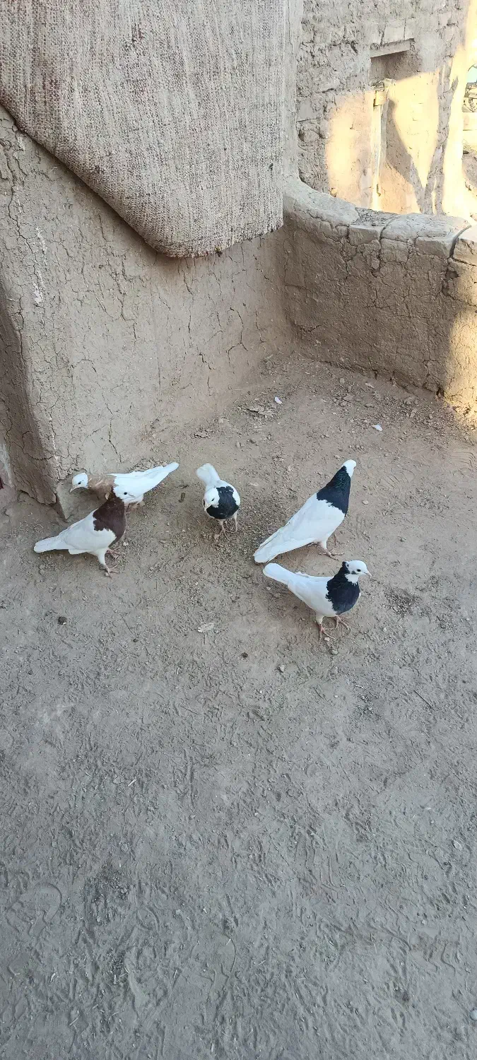 کبوتر طوقی|پرنده|عطاملک, |دیوار