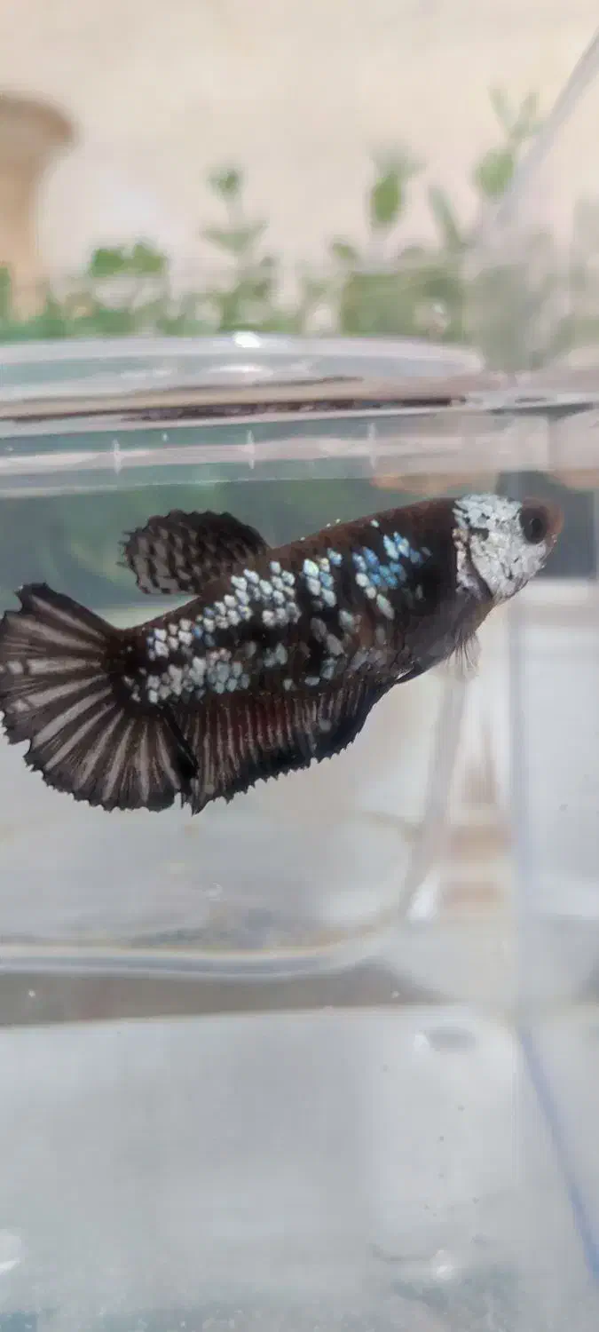 فایتر پلاکت ماده|ماهی|تهران, افسریه شمالی|دیوار