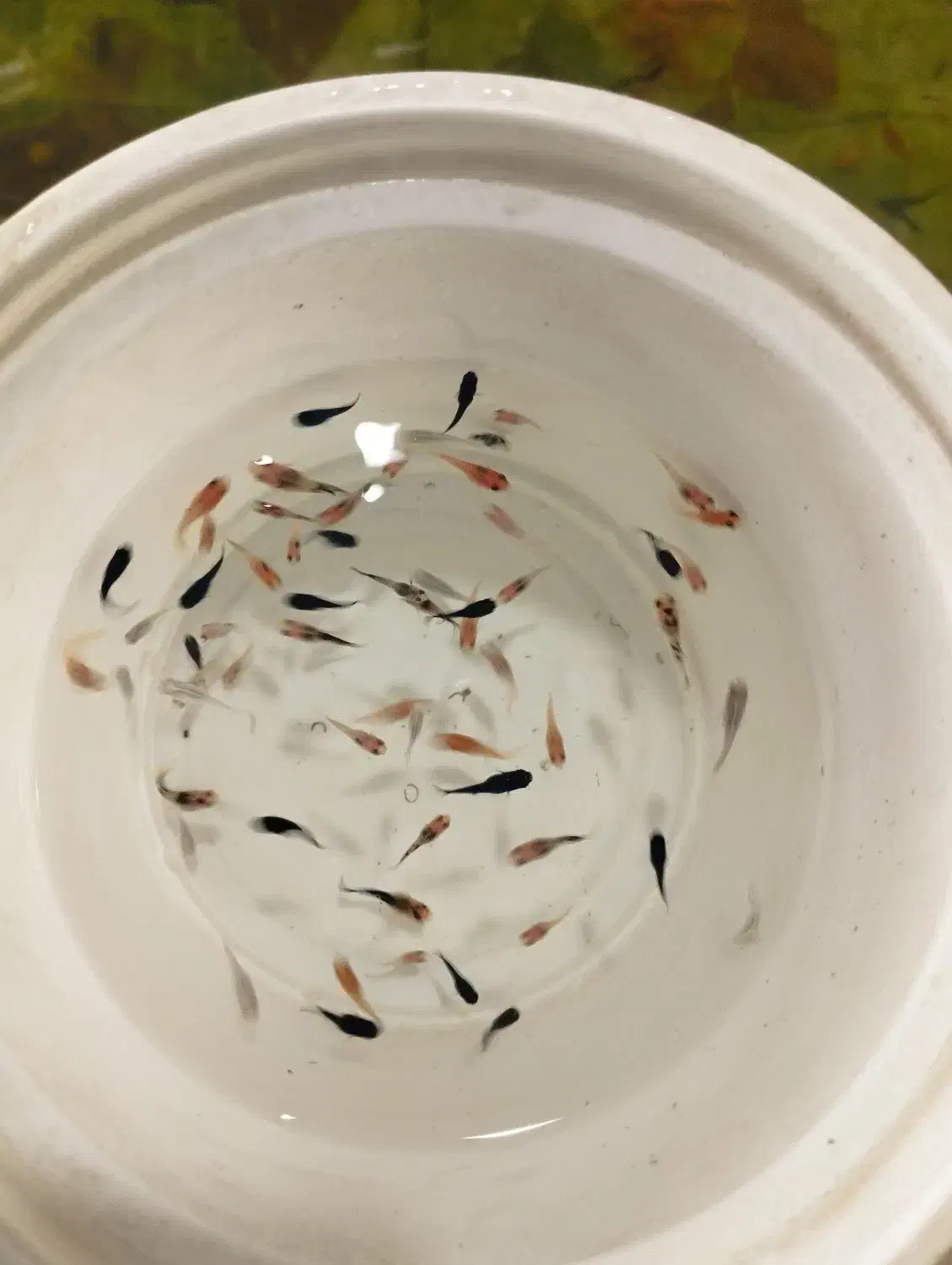 گوپی آکواریوم سیچیلاید آروانا  پلنت کوی بچه مولی|ماهی|رباطکریم, رباطکریم|دیوار