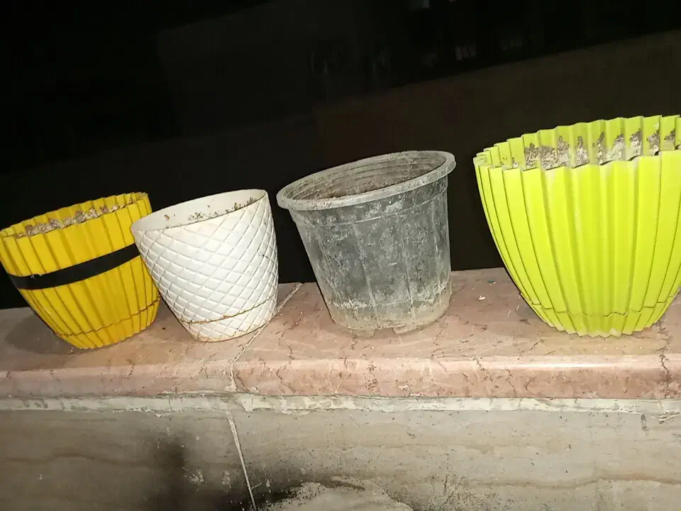 تعدادی گل و گلدان|گل و گیاه طبیعی|شاهین‌شهر, شهرک گلدیس|دیوار