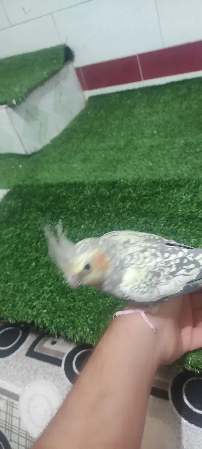 عروسی هلندی|پرنده|شوشتر, |دیوار