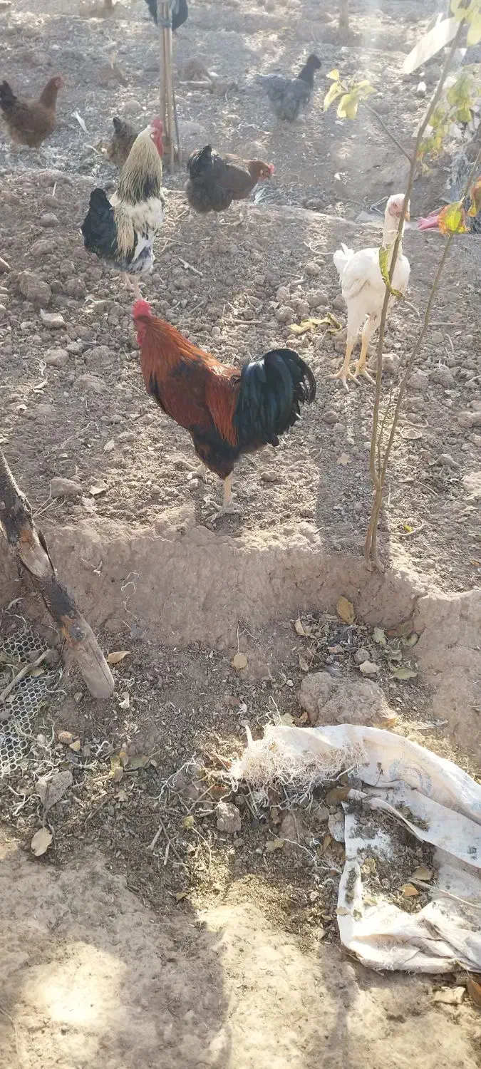 خروس محلی|حیوانات مزرعه|نیشابور, فخریه|دیوار