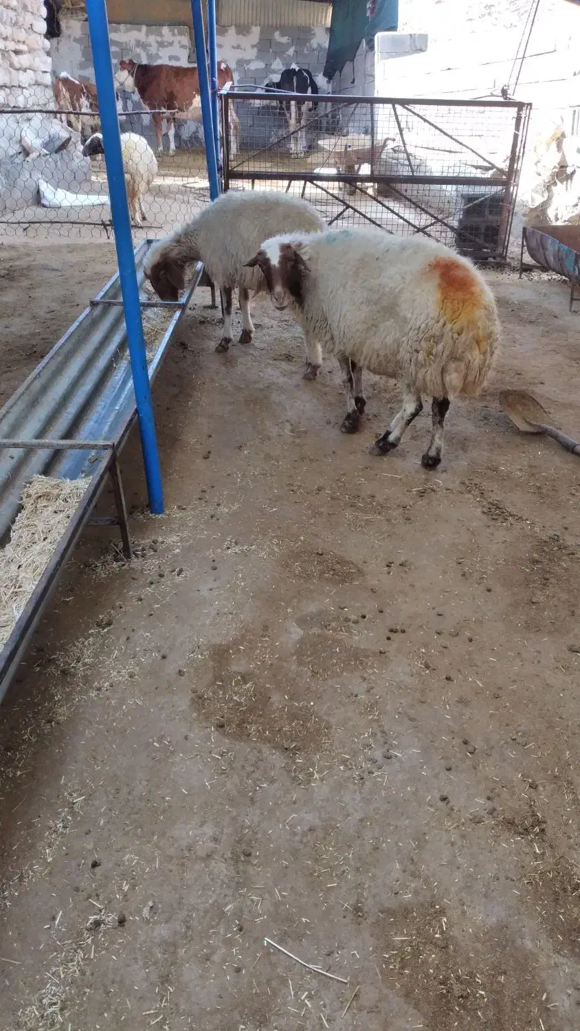 گوسفند میش بره|حیوانات مزرعه|دره شهر, |دیوار