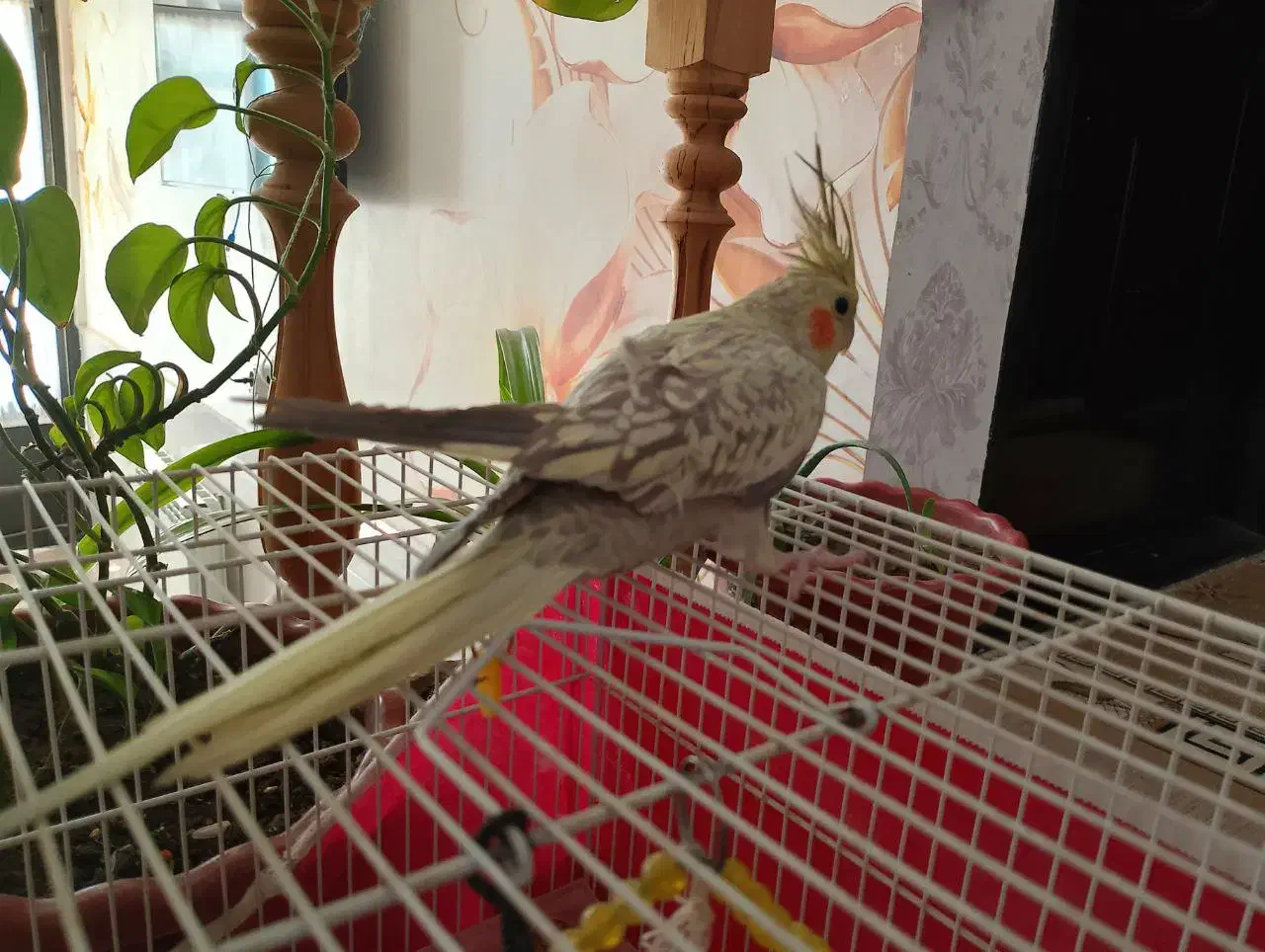 عروس هلندی|پرنده|فردوس (خراسان), |دیوار