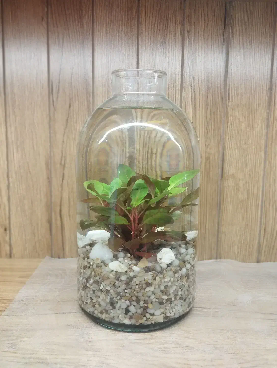 پلنتاریوم(تراریوم آبی) هدیه روز مادر|گل و گیاه طبیعی|قم, انسجام|دیوار