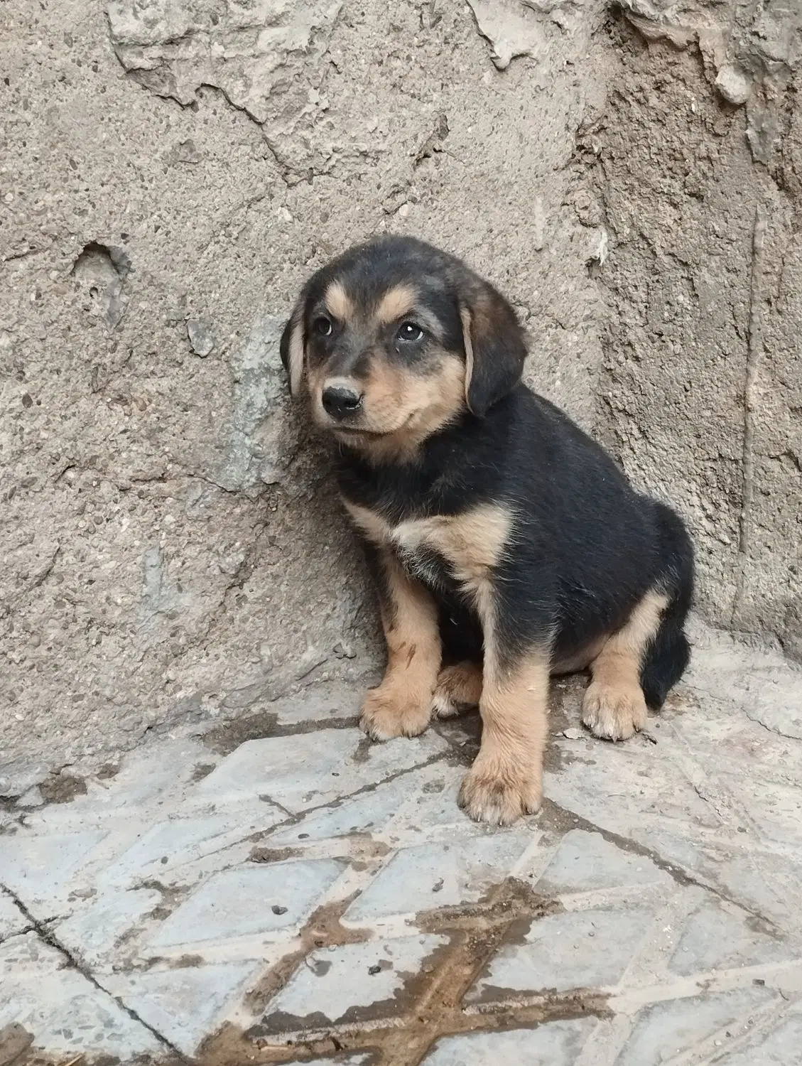 سگ ژرمن|سگ|تاکستان, |دیوار