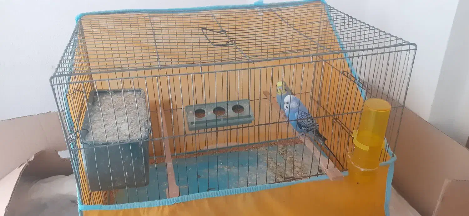 مرغ عشق|پرنده|گنبد کاووس, |دیوار