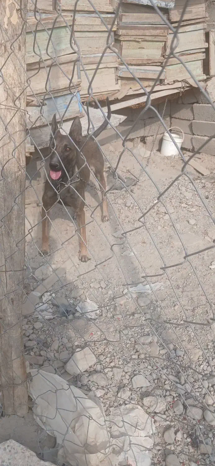 یه قلاده مالینیوز ماده یه توله قدرجونی|سگ|جیرفت, |دیوار