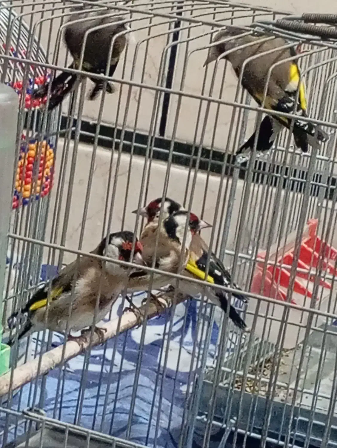 سهره امسال شوش|پرنده|شوش, |دیوار