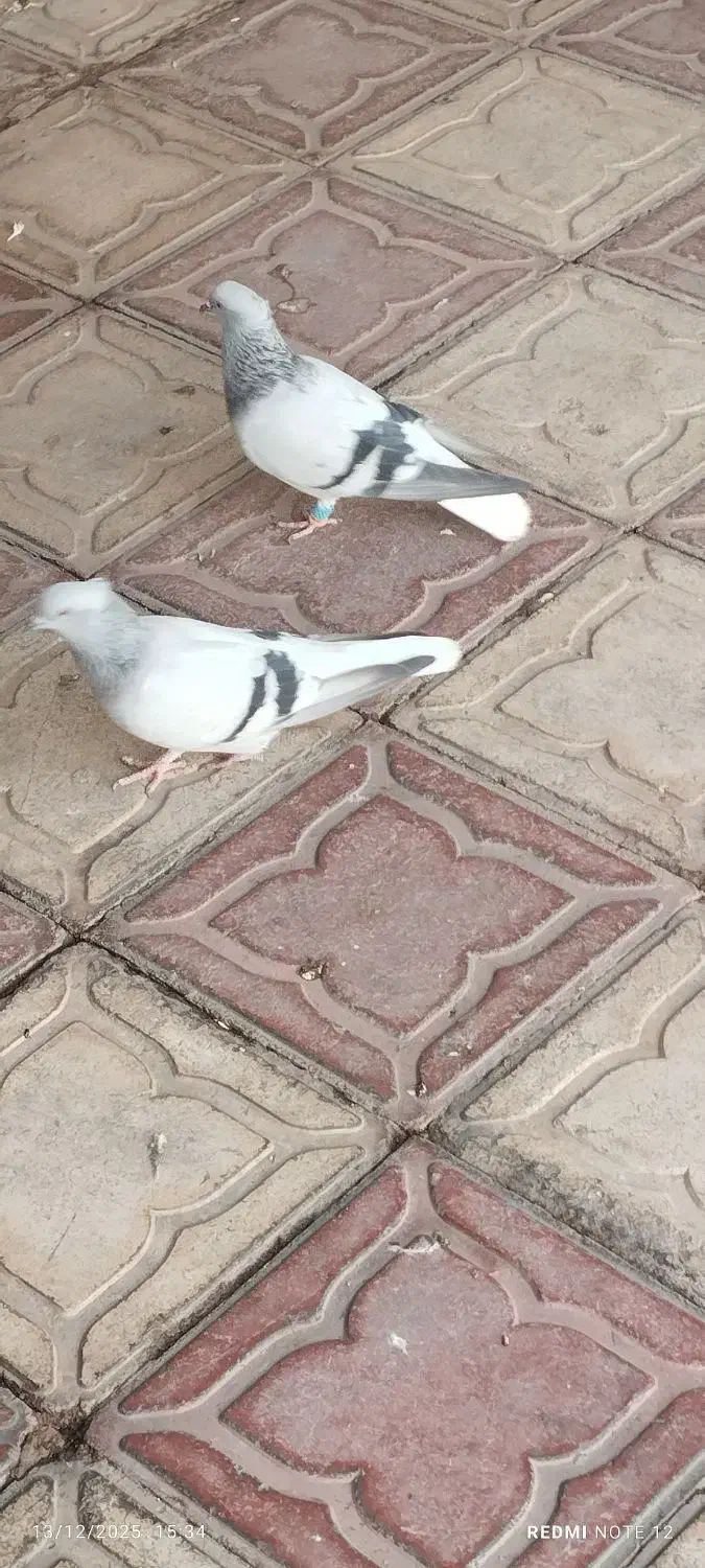 دو عدد سبزه دم سفیده ماده شعمک تخت|پرنده|خرامه, |دیوار