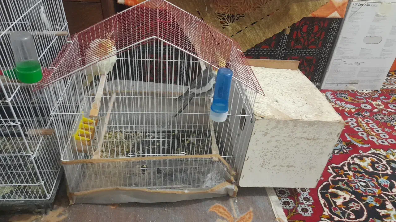 قفس|لوازم جانبی حیوانات|تربتحیدریه, چهارراه خواف|دیوار