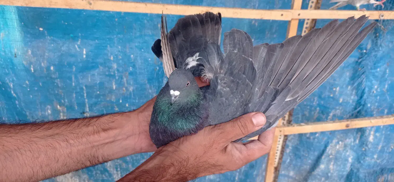 کبوتر پرشی|پرنده|تهران, باغ خزانه|دیوار