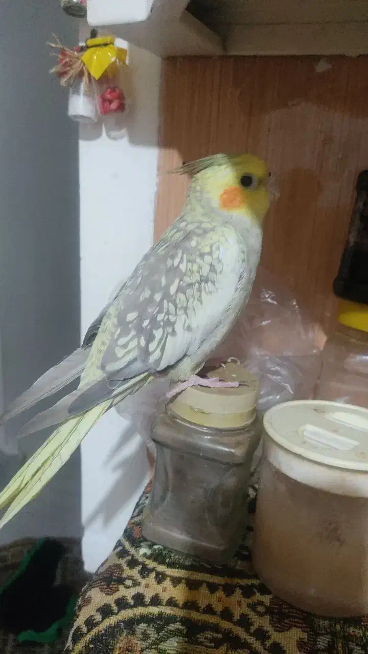 عروس هلندی نر فروش فوری پول لازم|پرنده|محمدیه-قزوین, |دیوار