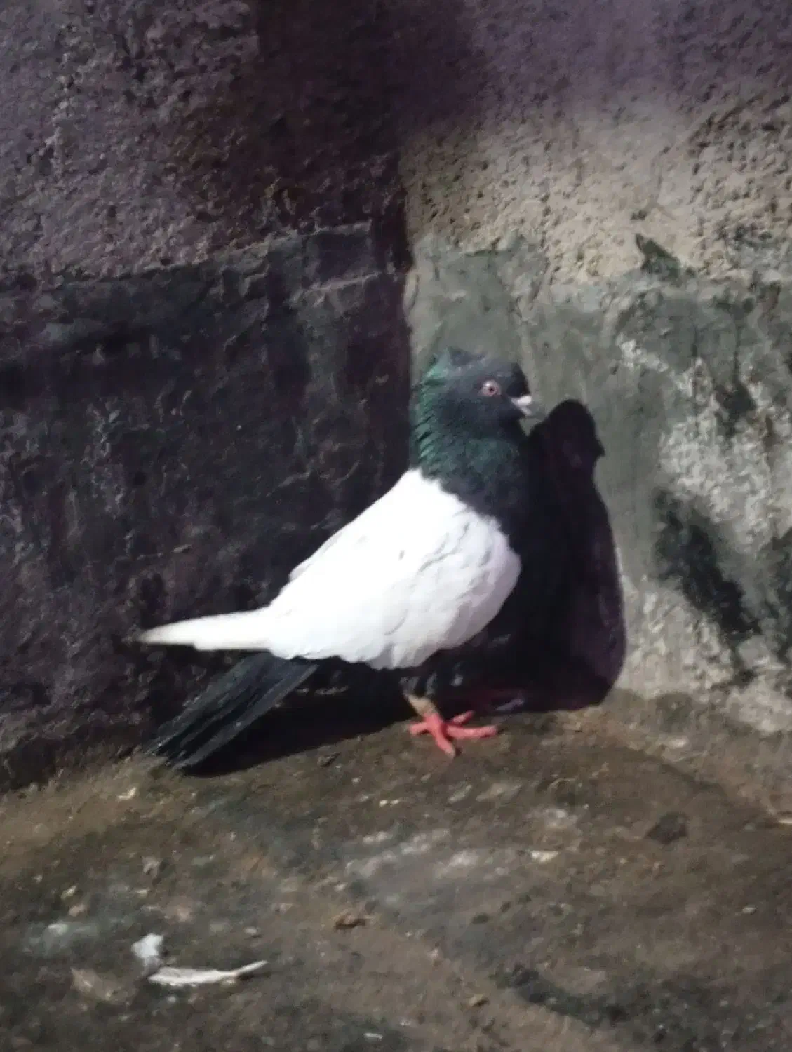 کبوتر|پرنده|قوچان, |دیوار