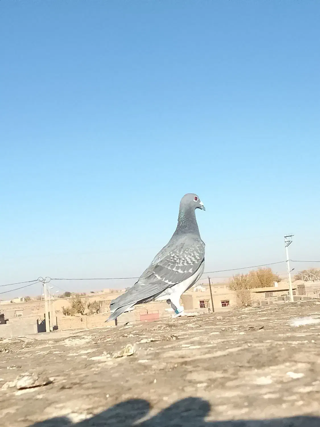 سبز چاپی و پشتی کویتی زرد|پرنده|بوژگان, |دیوار