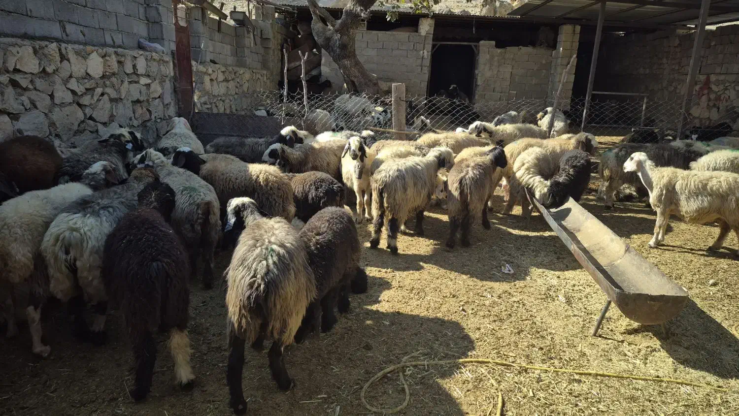 60راس میش جوان داشتی|حیوانات مزرعه|دهدشت, |دیوار