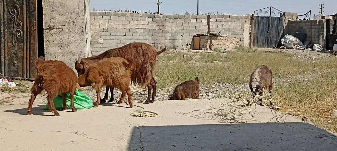 بز و بزغاله|حیوانات مزرعه|کرج, شاهینویلا|دیوار