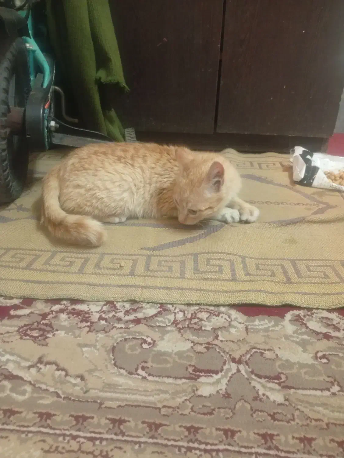 گربه خانگی|گربه|سبزوار, اسلام آباد|دیوار