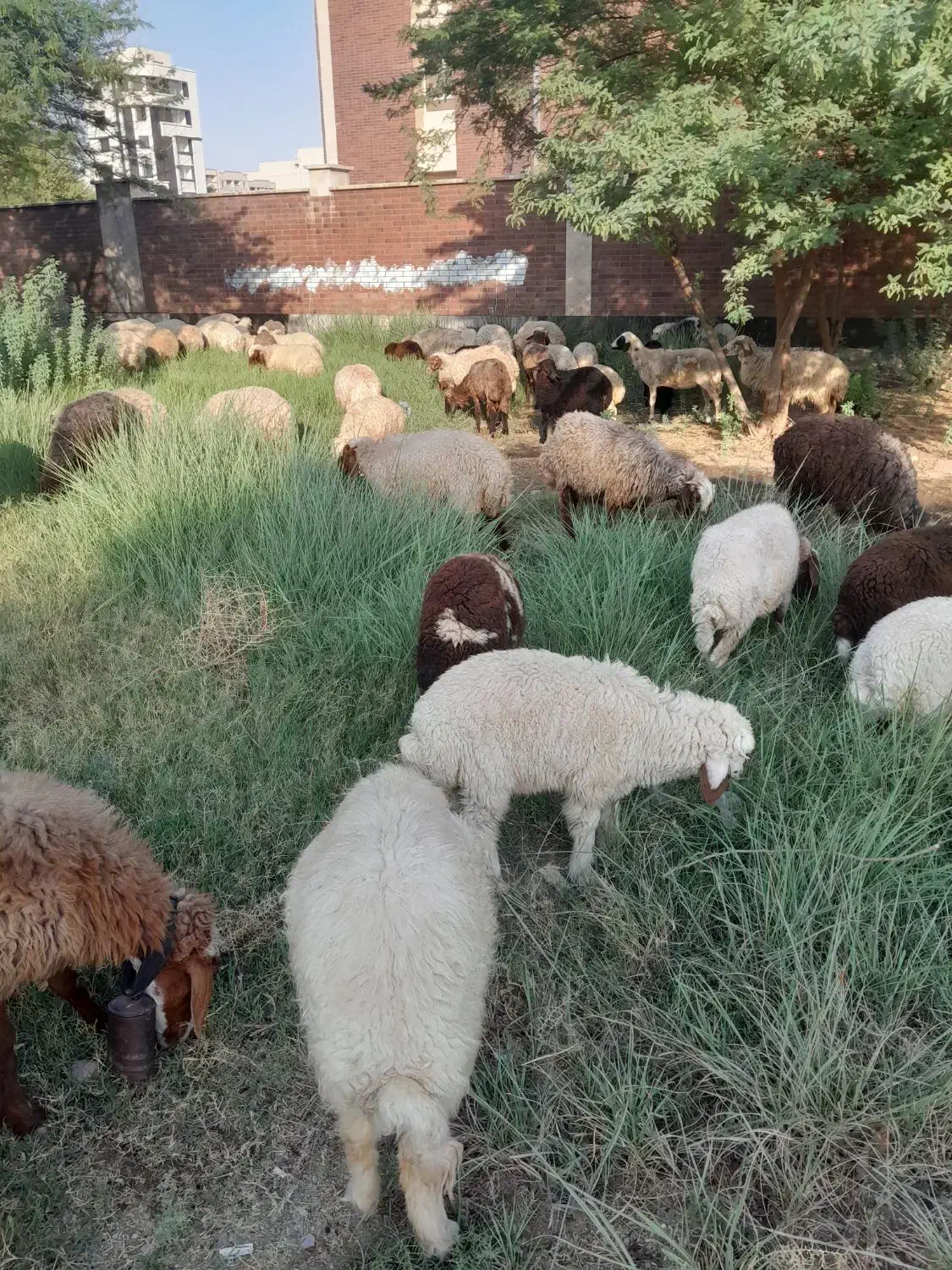 گله میش ۱۳۵ تایی|حیوانات مزرعه|شیراز, شاهچراغ|دیوار
