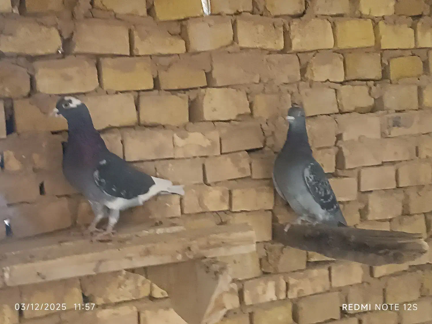 پرشی|پرنده|اشکذر, |دیوار