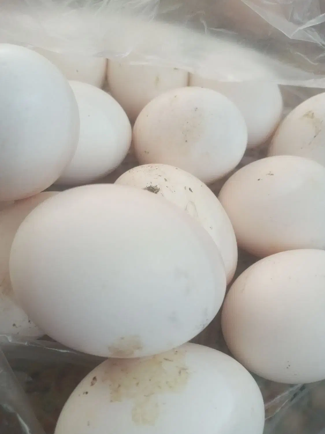 تخم مرغ محلی|خوردنی و آشامیدنی|ایذه, |دیوار