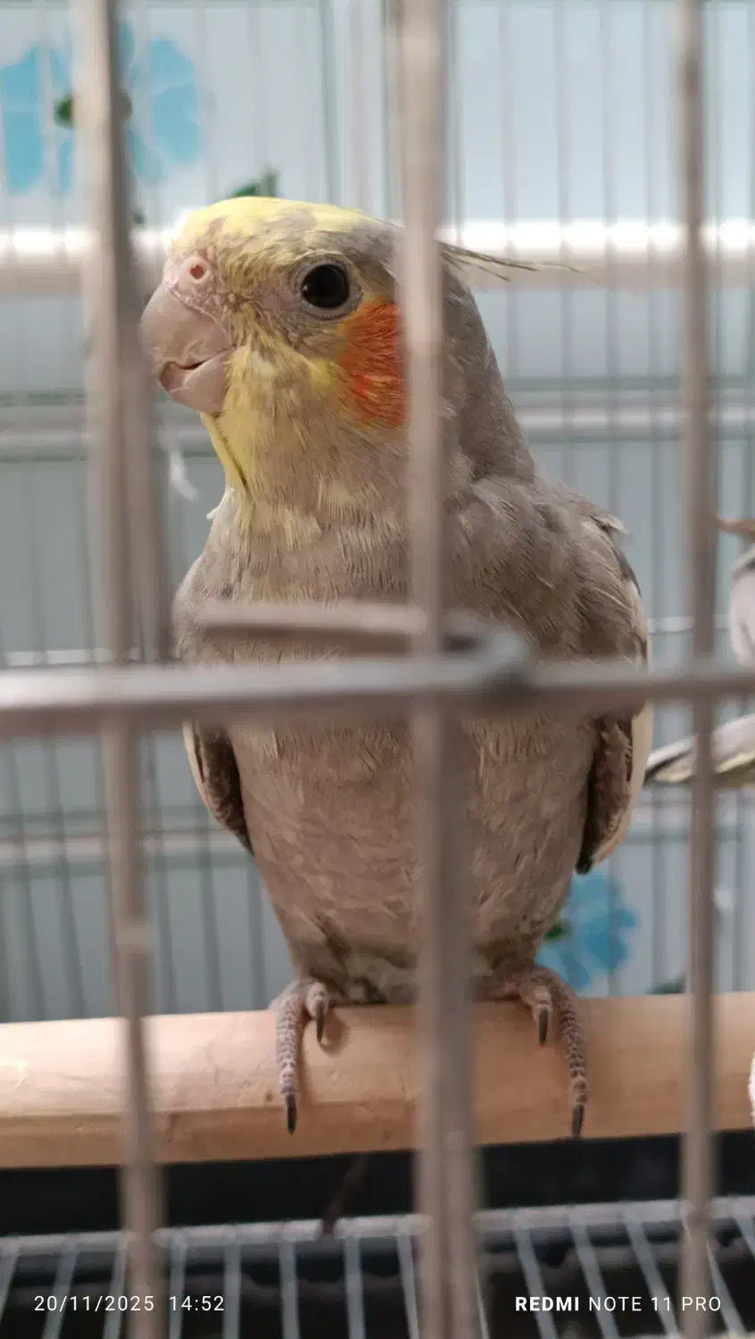 عروس هلندی نر نژاد سینامون ۸ ماهه|پرنده|تاکستان, |دیوار