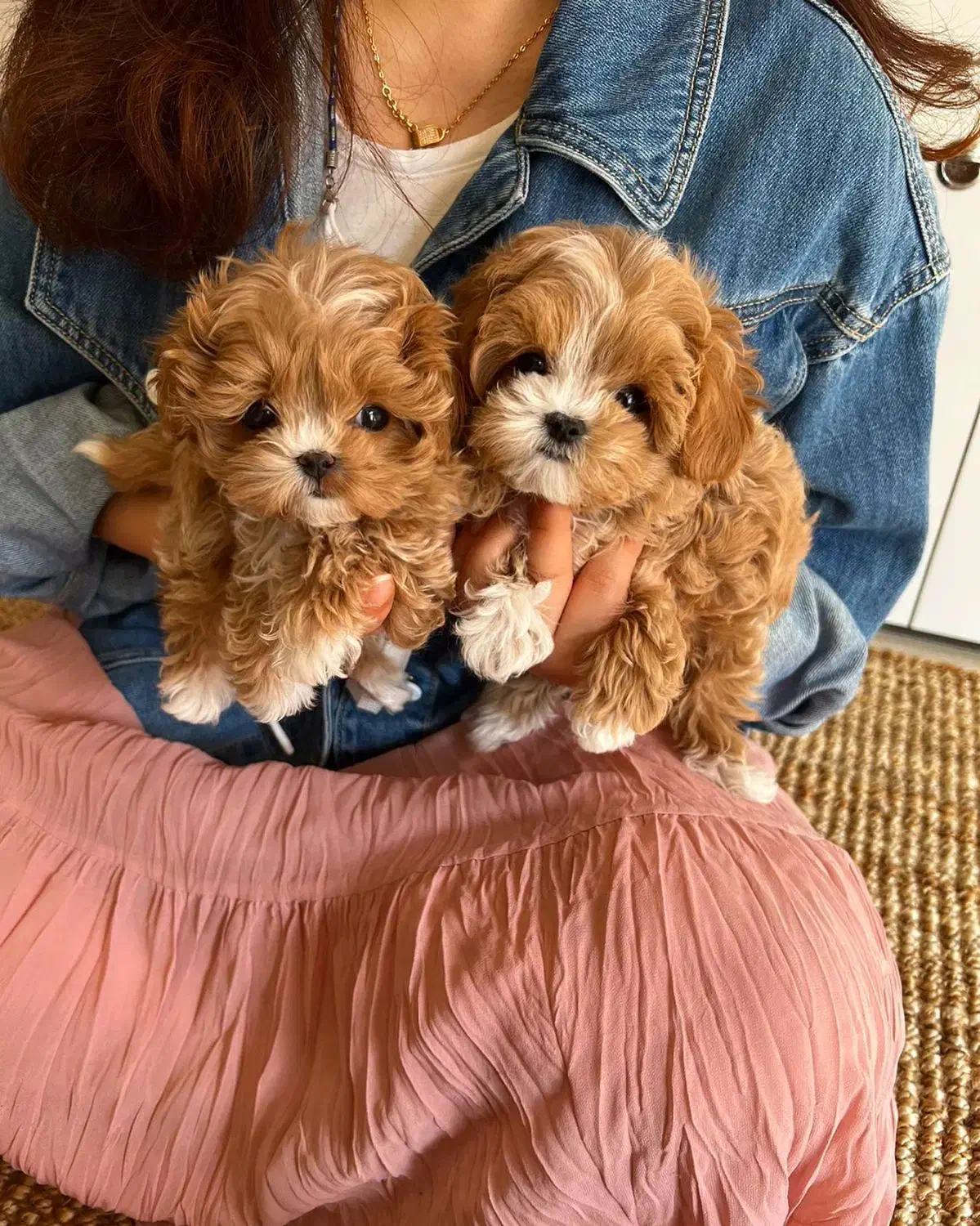 سگ پودل فنجونی نروماده2ماه 3900بی واسطه|سگ|تهران, تهرانسر مرکزی|دیوار