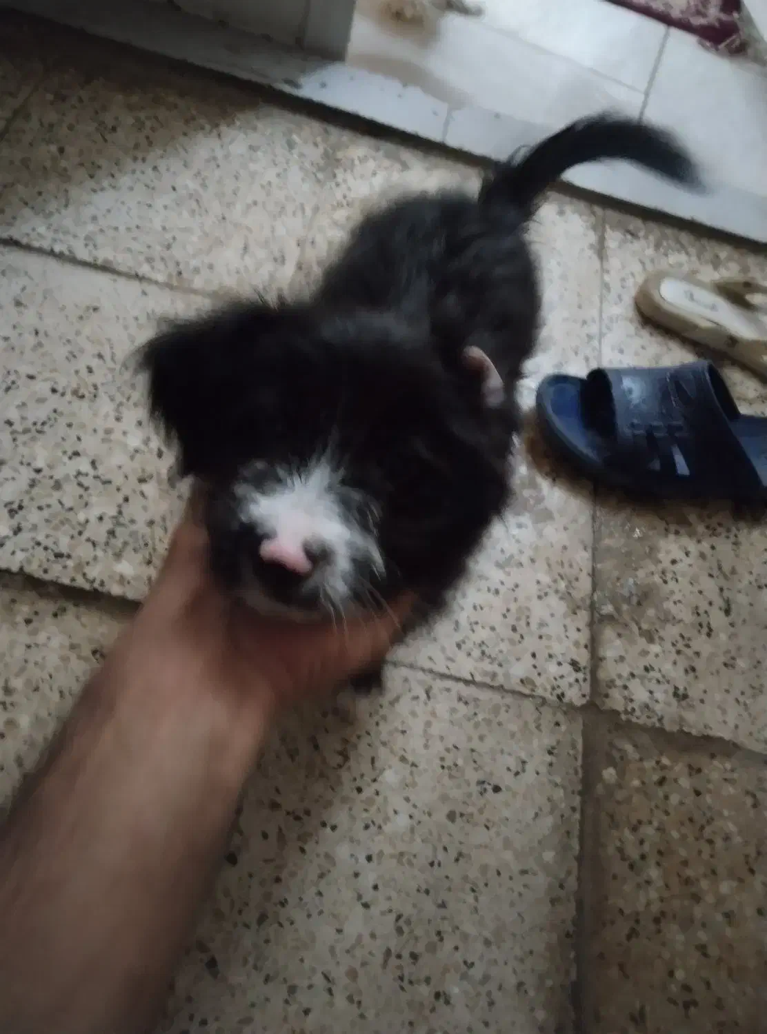 واگذاری سگ توله شیتزو|سگ|مشهد, بهمن|دیوار