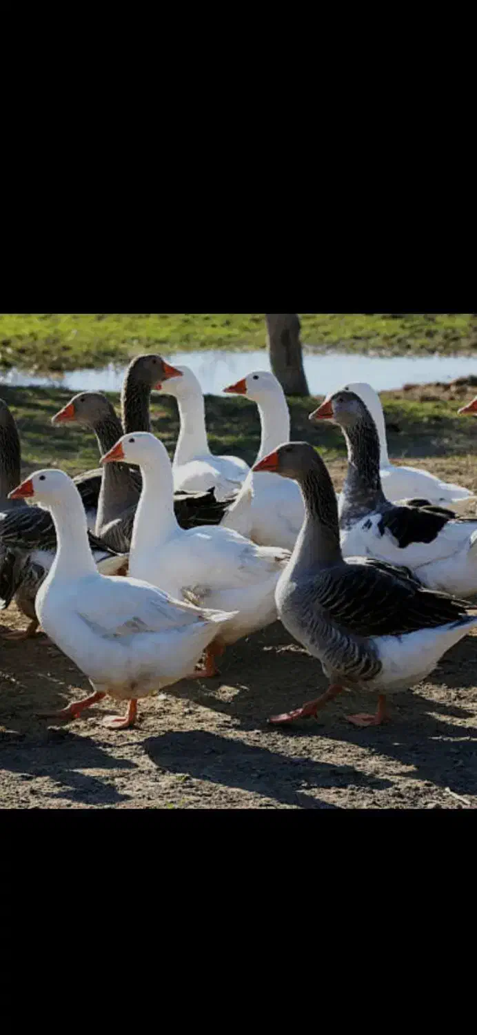 فروش غاز|حیوانات مزرعه|شیراز, باغ تخت|دیوار