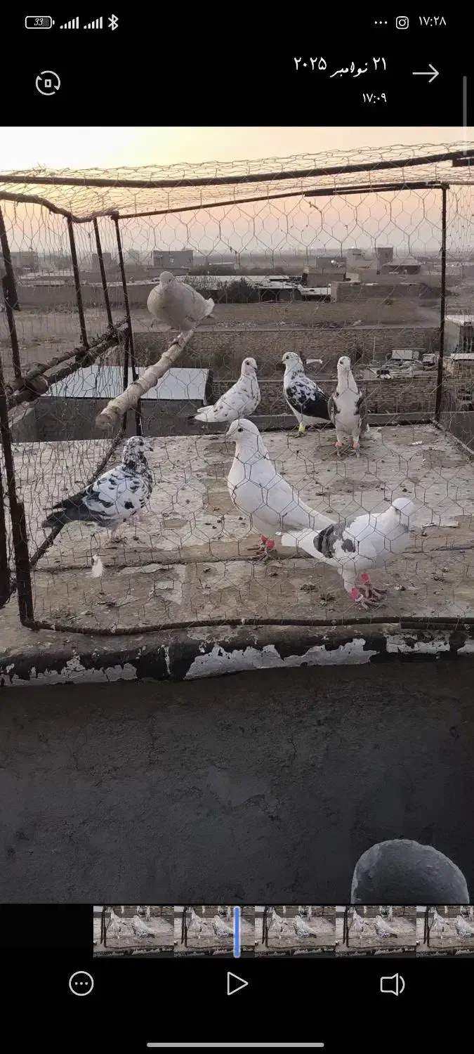 کبوتر|پرنده|محمدیه-قزوین, |دیوار