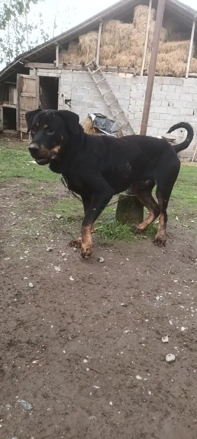 قیمت مناسب رتوایلر|سگ|سنگر, |دیوار