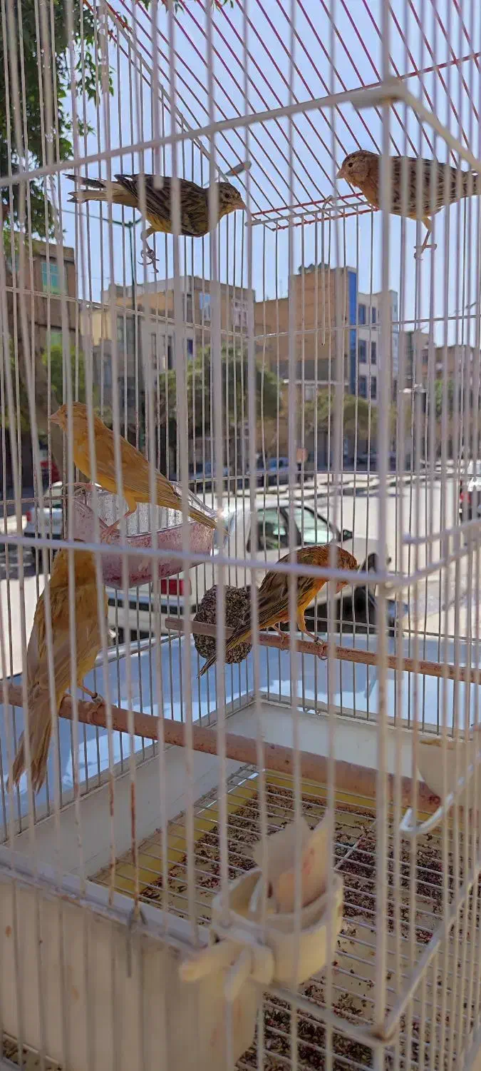 قناری تو سرخ(۶عدد)|پرنده|کرمانشاه, |دیوار