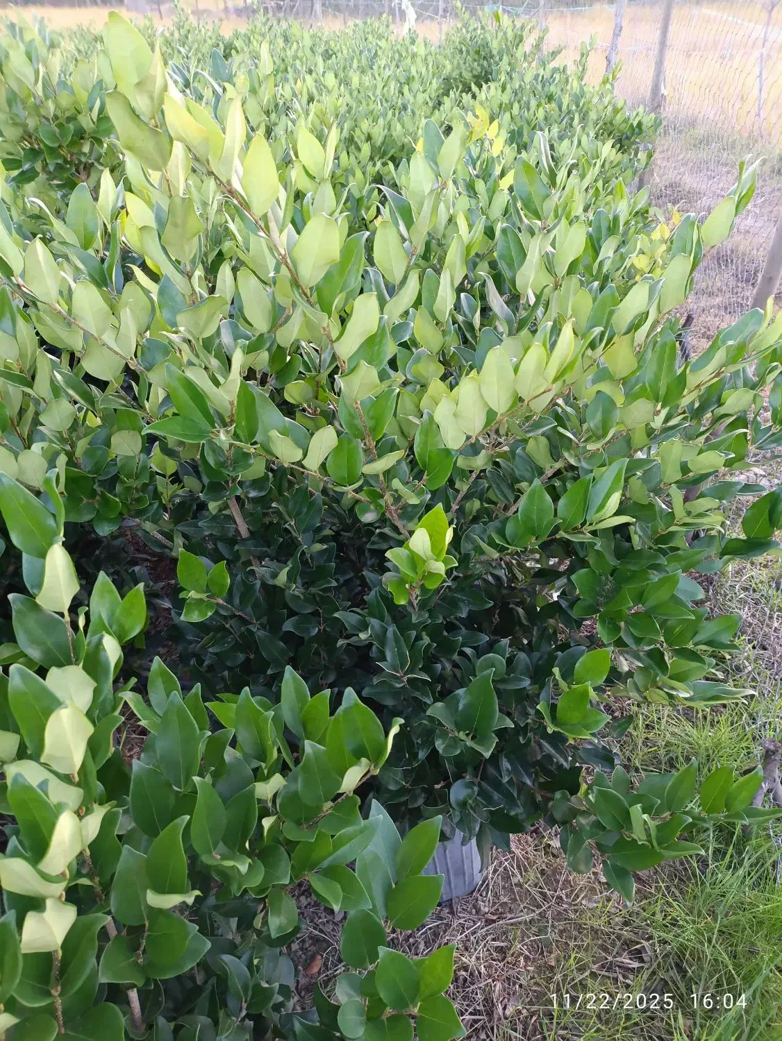 گل های بیرونی|گل و گیاه طبیعی|چابکسر, |دیوار