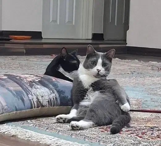 واگذاری گربه خونگی|گربه|مراغه, |دیوار