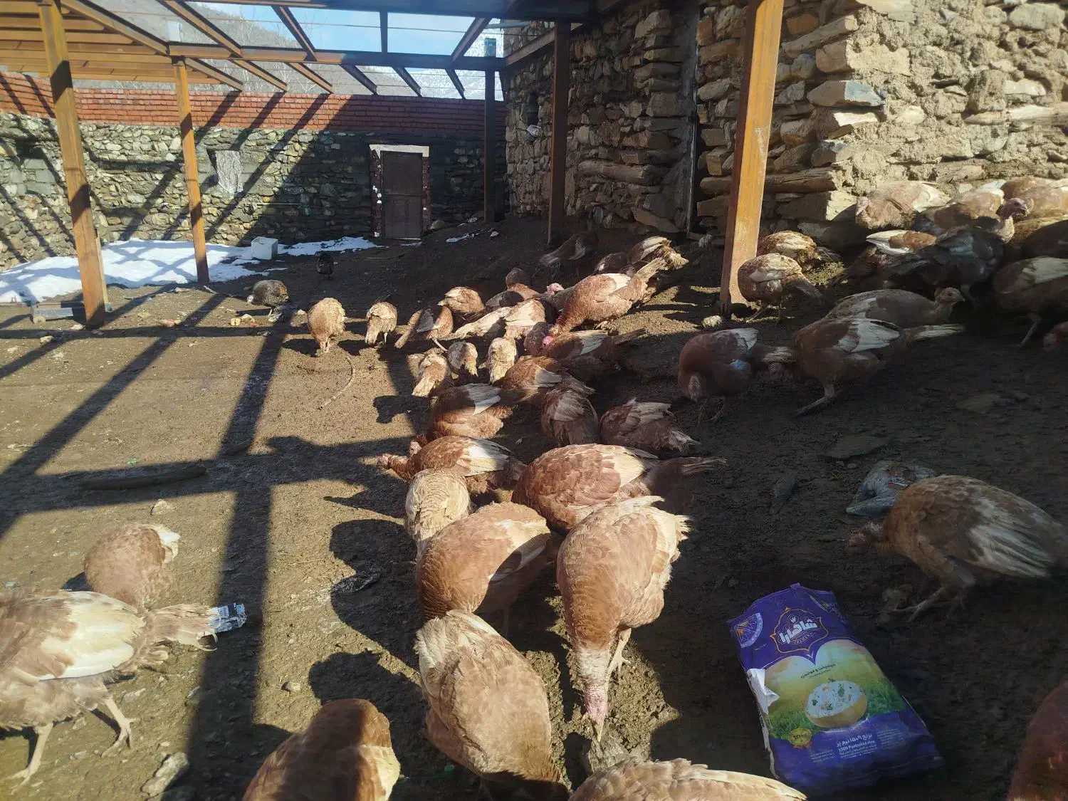 قل محلی|حیوانات مزرعه|مریوان, |دیوار