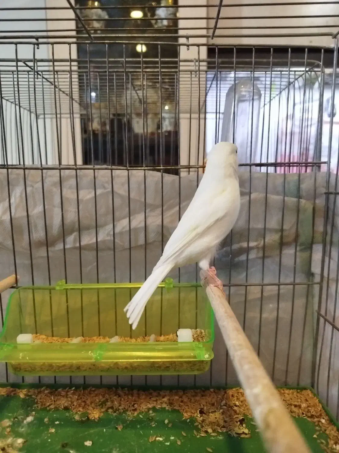 فروش قناری نر|پرنده|فردیس, شهرک شهید حسینی|دیوار