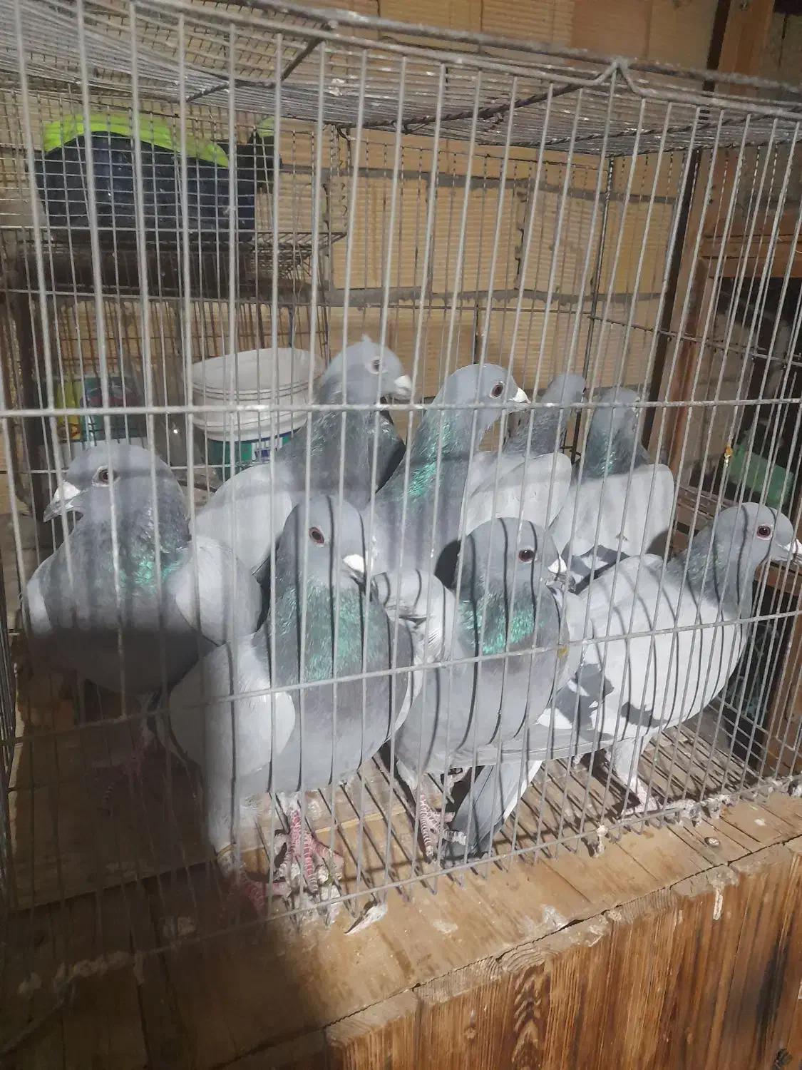 کبوتر پلاکی عربستان و جا اردن|پرنده|اصفهان, خواجو|دیوار