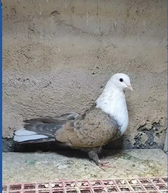 کله سفید|پرنده|فردوس (خراسان), |دیوار