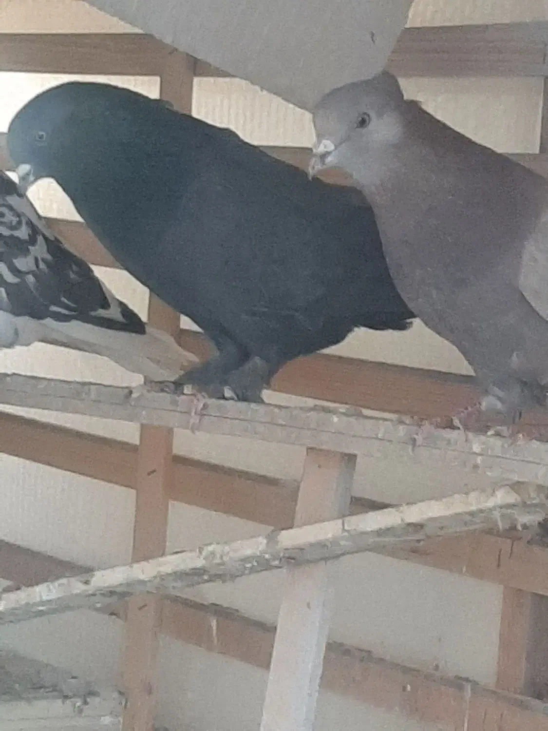 کبوتر پرشی|پرنده|برخوار, |دیوار