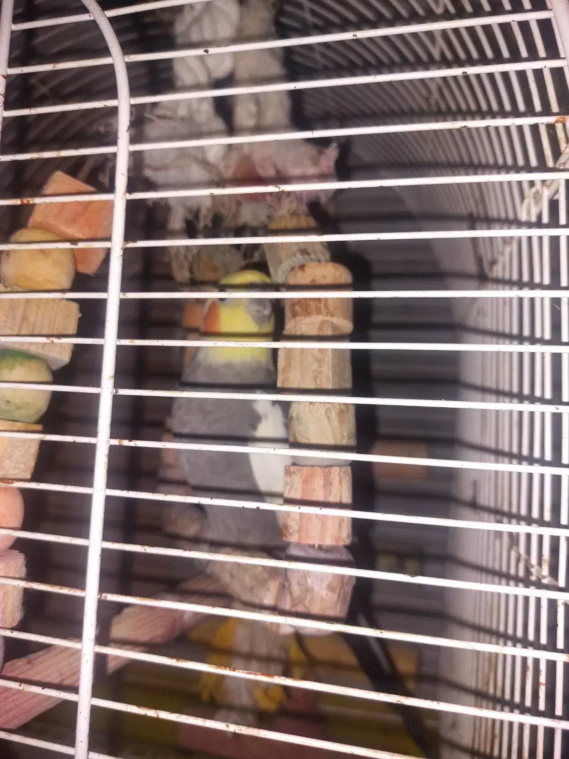 عروس هلندی سخنگو|پرنده|رشت, آب و برق|دیوار