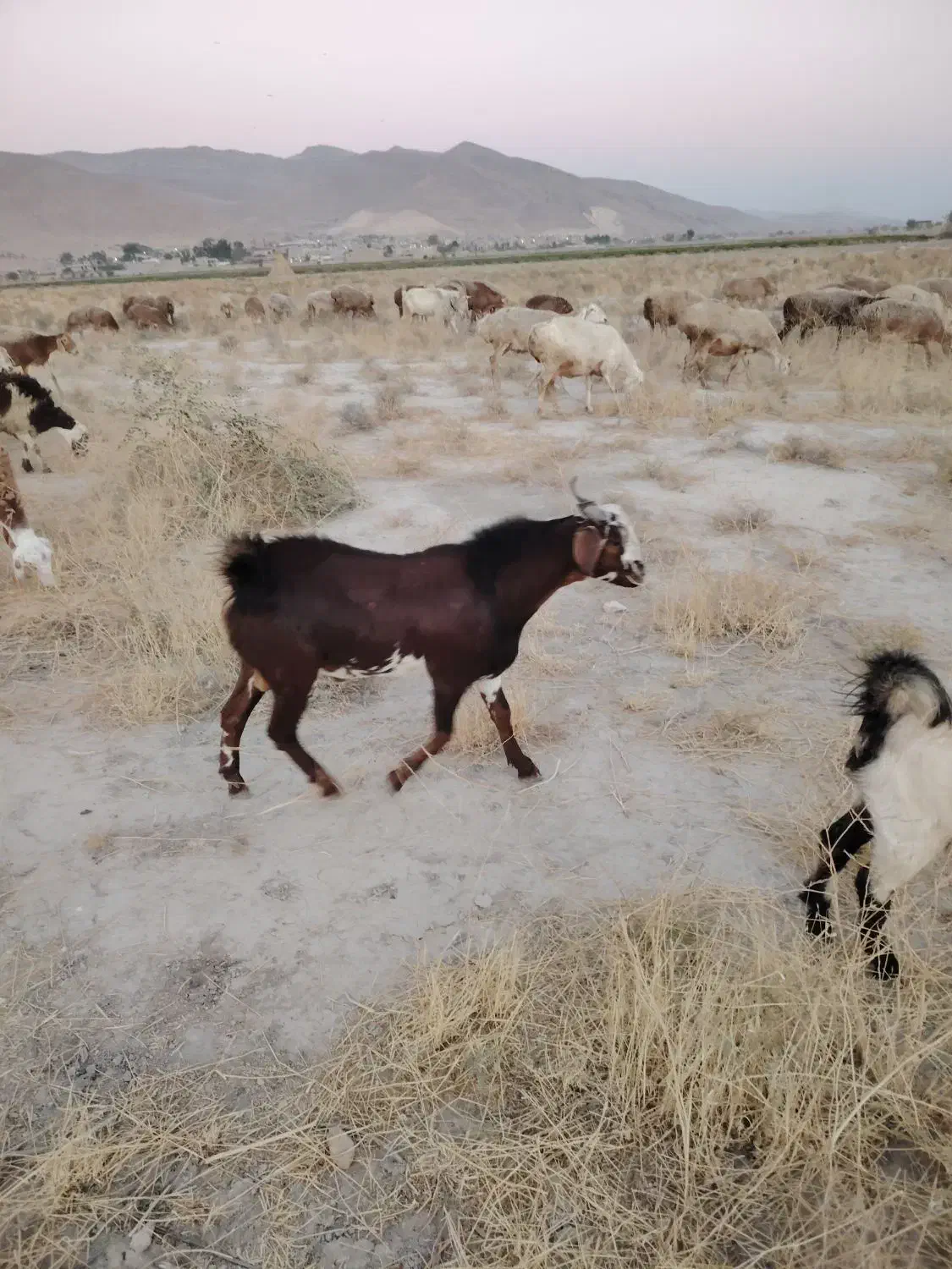فروش کهره نر|حیوانات مزرعه|شیراز, کفترک|دیوار