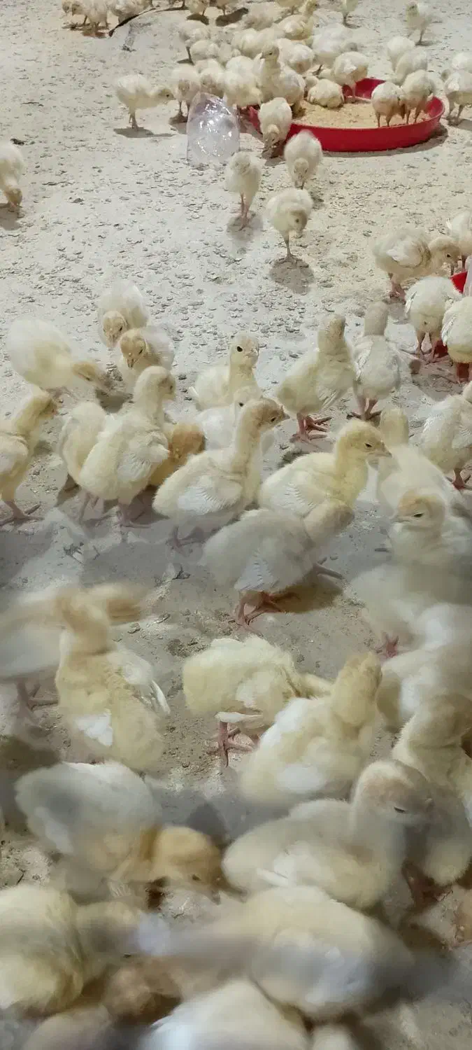 بوقلمون بیوتی|حیوانات مزرعه|ساوه, |دیوار