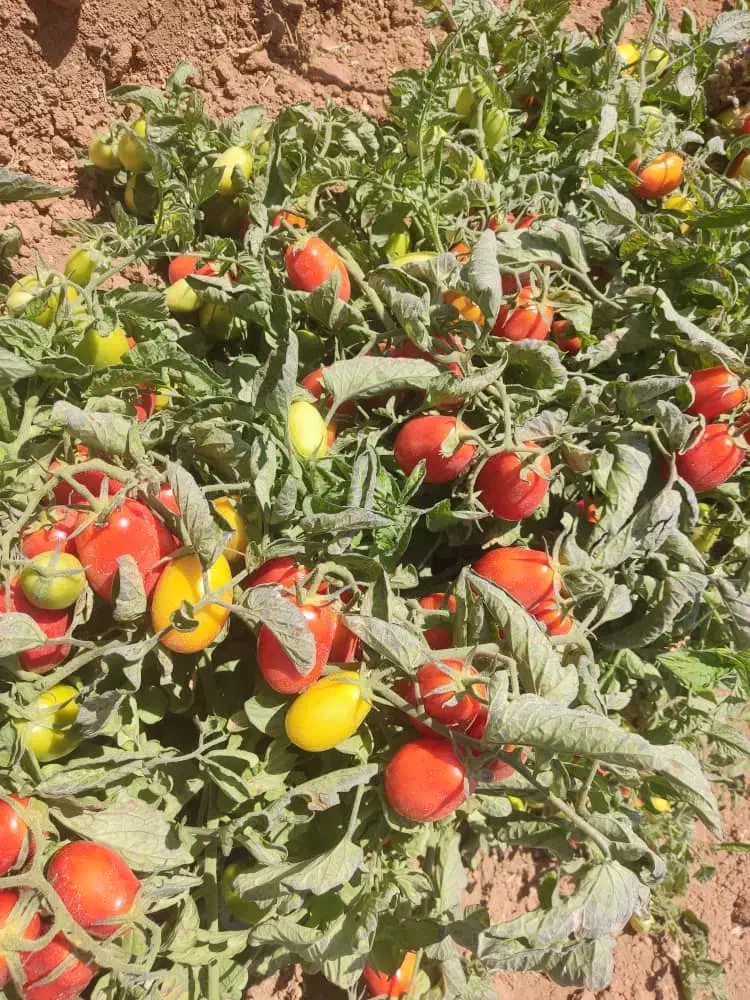 اجاره زمین جهت کشت گوجه|اجارهٔ دفتر صنعتی، کشاورزی، تجاری|مرودشت, رامجرد یک|دیوار