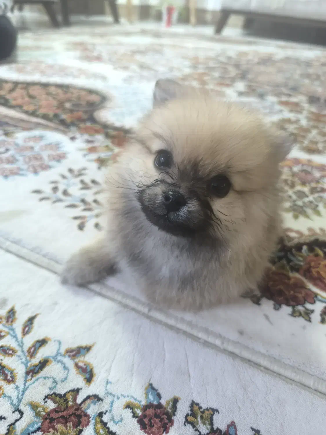 پامر خرسی|سگ|کلاله, |دیوار