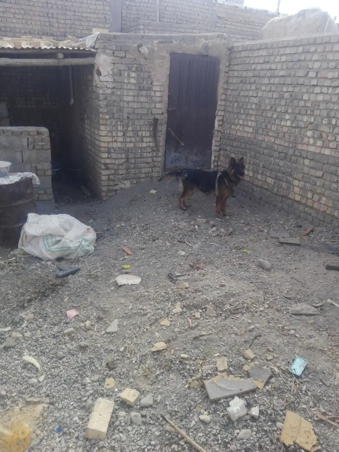 سک نر 2ساله ژرمن شیپر اصل|سگ|جعفرآباد, |دیوار