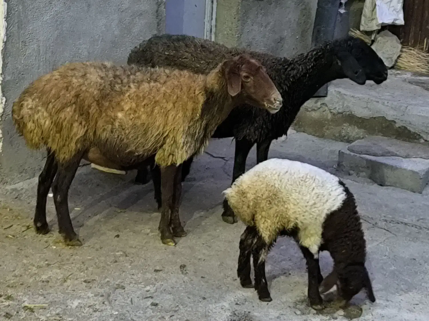 گوسفند جوان با بره|حیوانات مزرعه|ماهیدشت, |دیوار