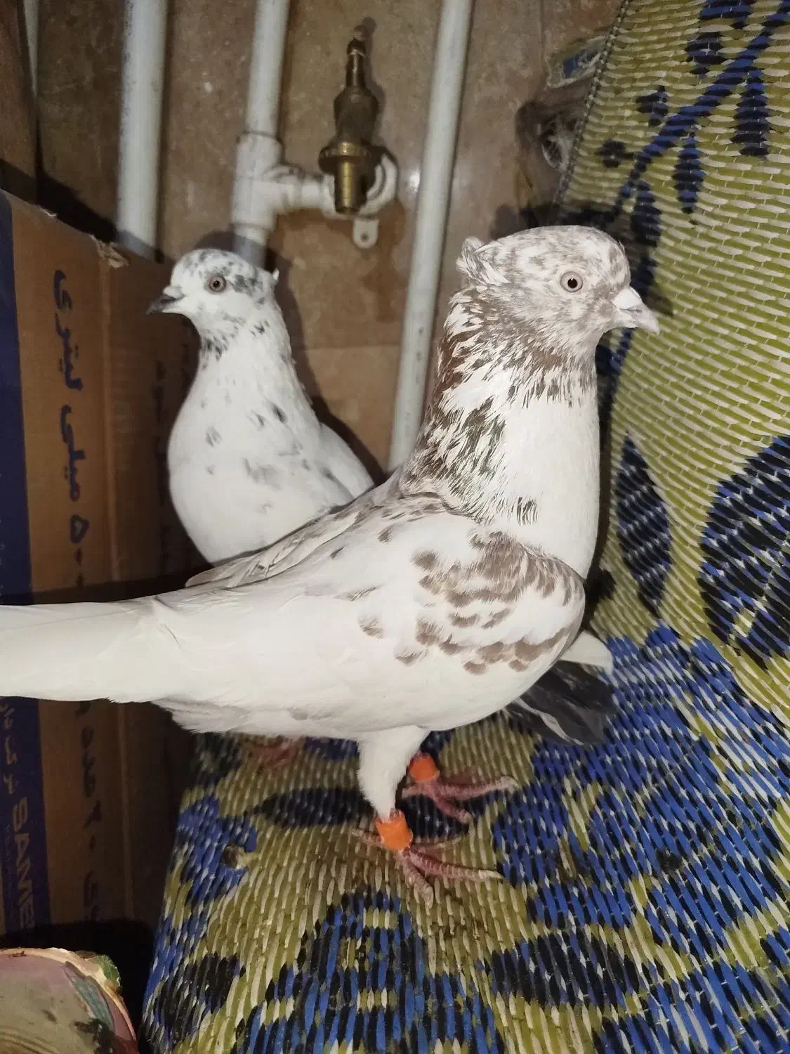 کفتر پرشی کاکلی|حیوانات|تهران, جوادیه تهرانپارس|دیوار