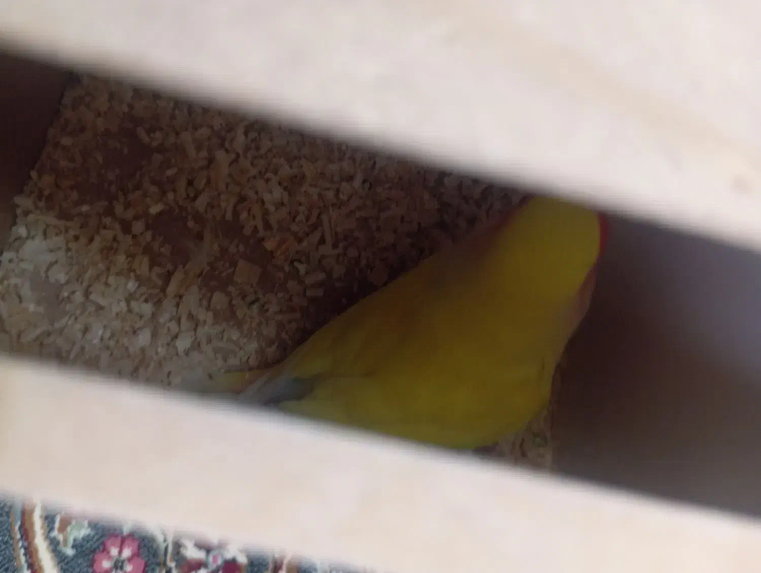 جفت کتوله دم تخم|پرنده|سیرجان, |دیوار