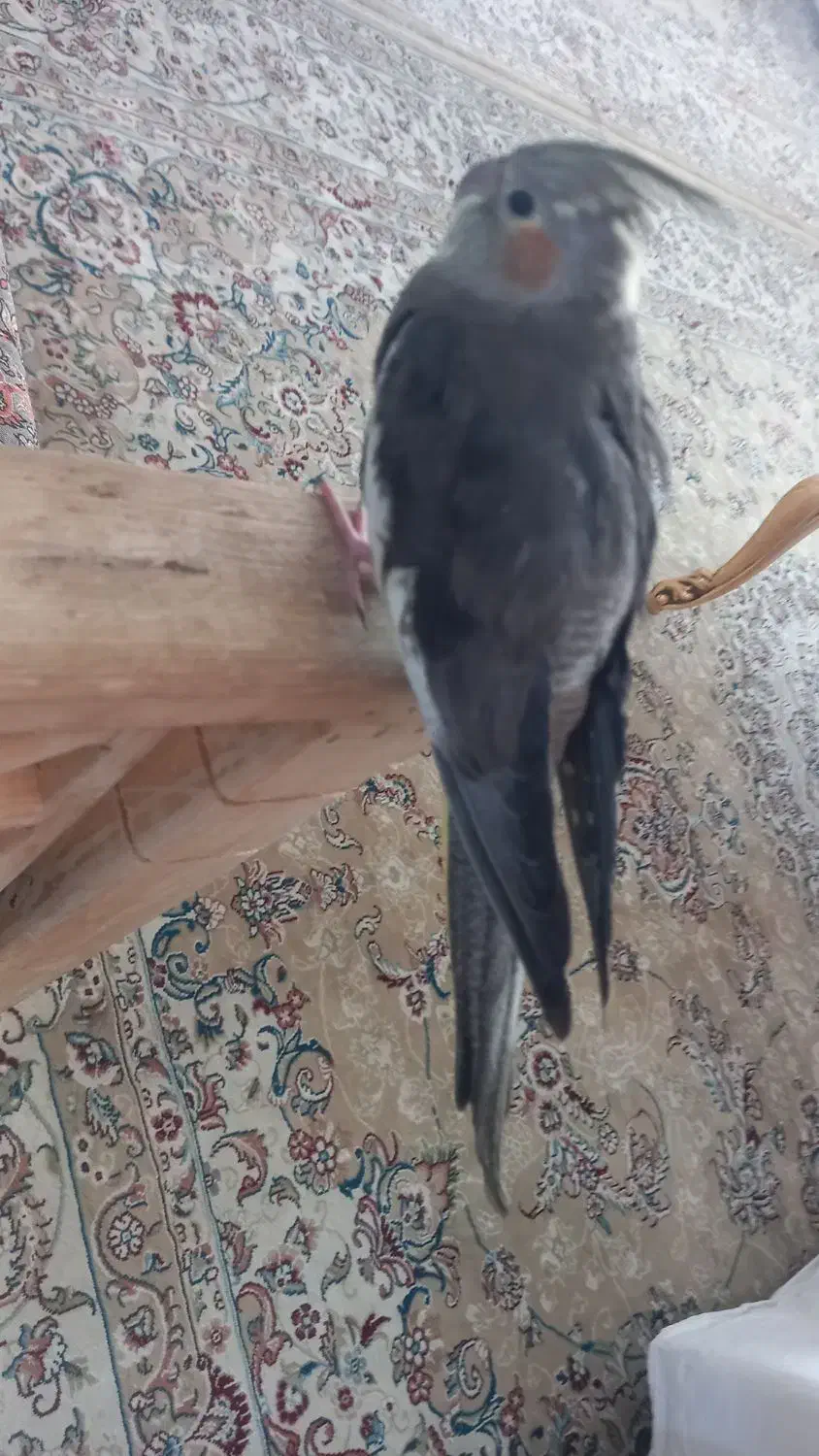 گمشده|حیوانات|مشهد, قائم|دیوار