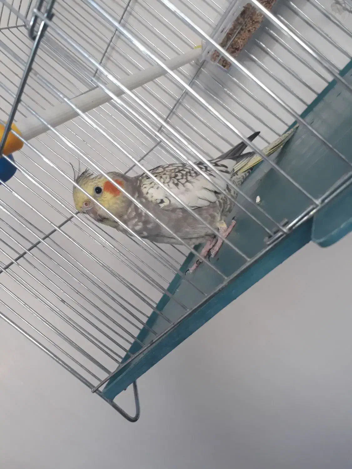 یک عددعروس هلندی|پرنده|اردبیل, |دیوار